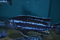 /album/aqvahousefish/melanochromis-maingano-1-jpg/